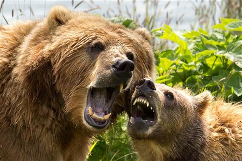 brown bear